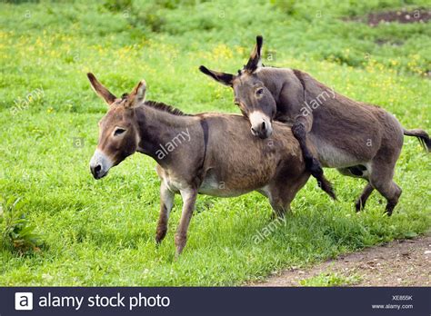 donkey mating with donkey